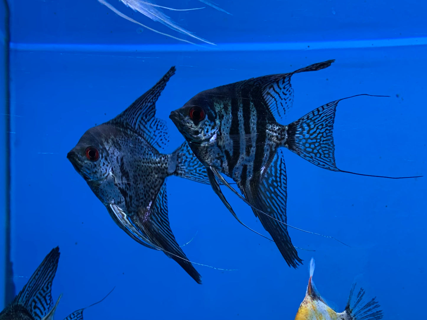 Blue Leopard Angelfish