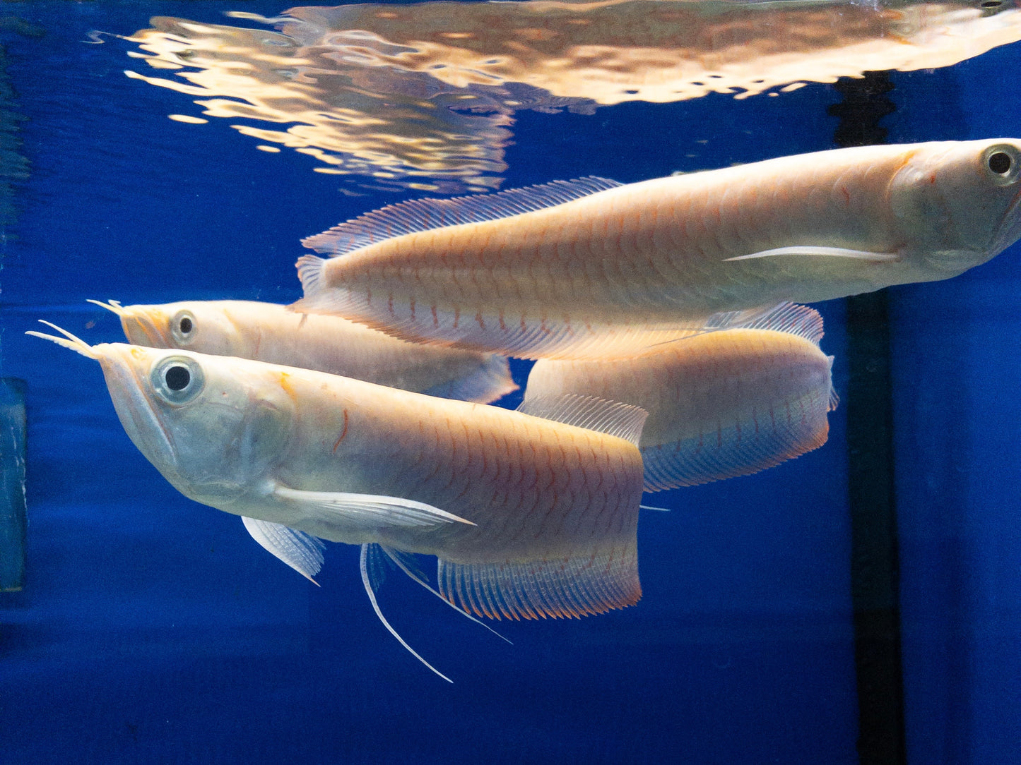 Albino Silver Arowana