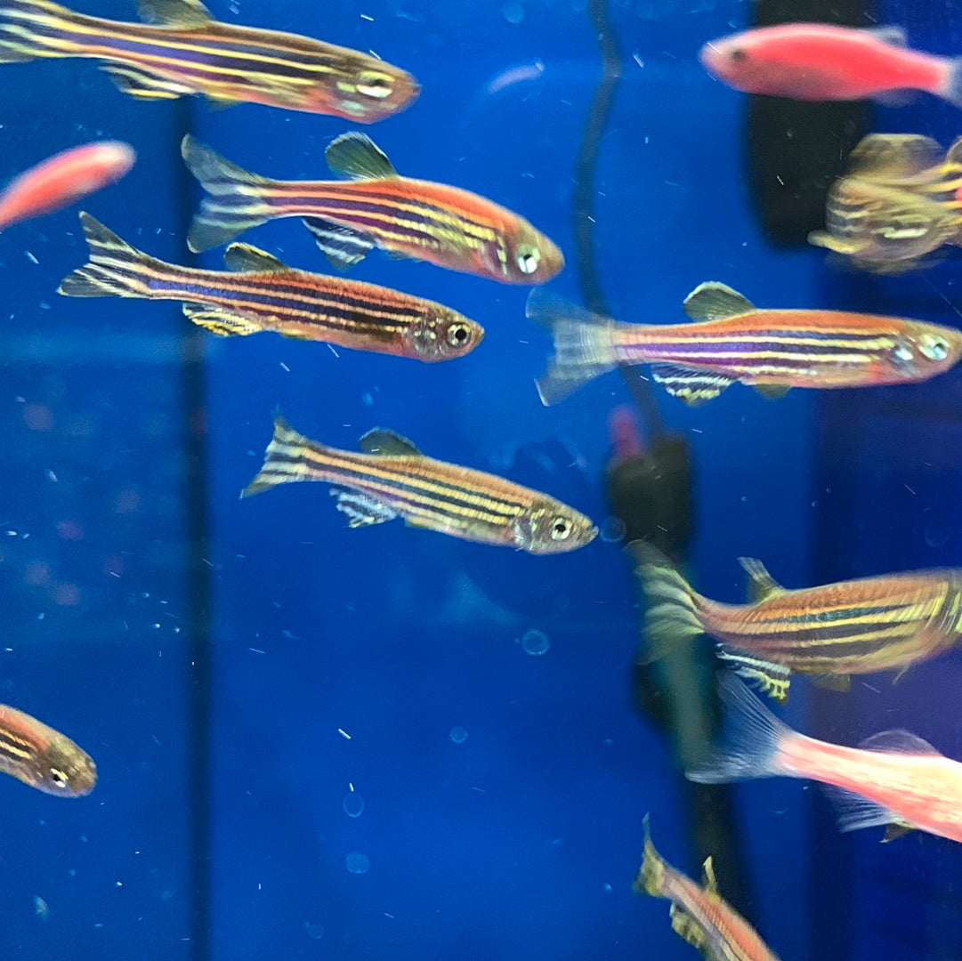 Zebra red Danio (Set of 3)