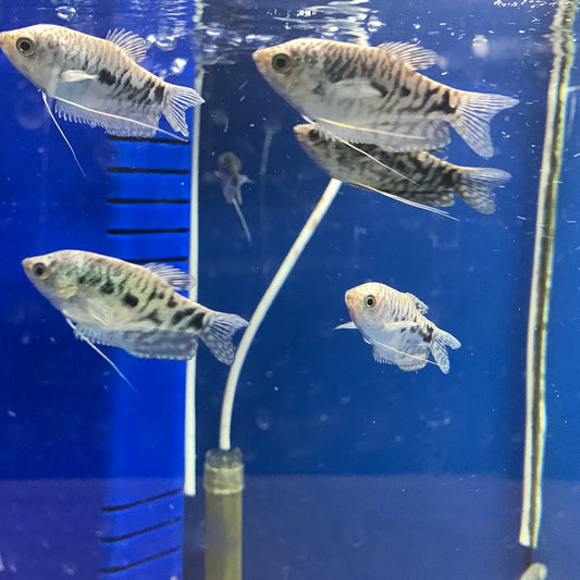 Opaline gourami