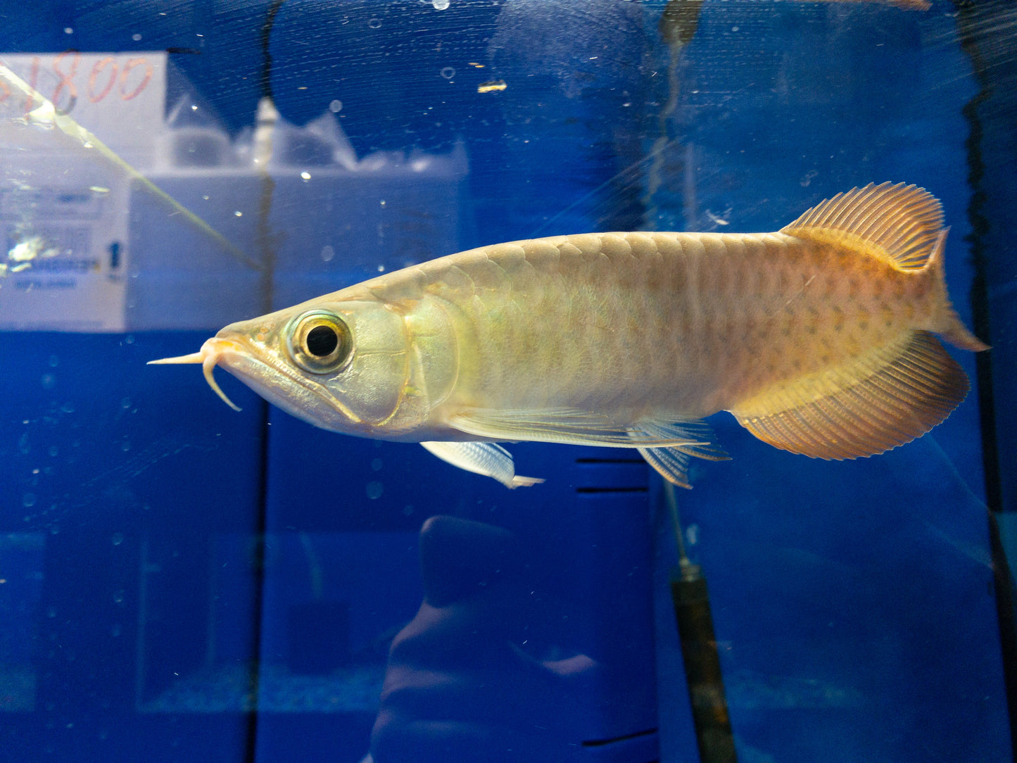 Arowana Super Red