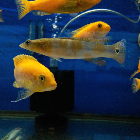 Xingu 1 Pike Cichlid