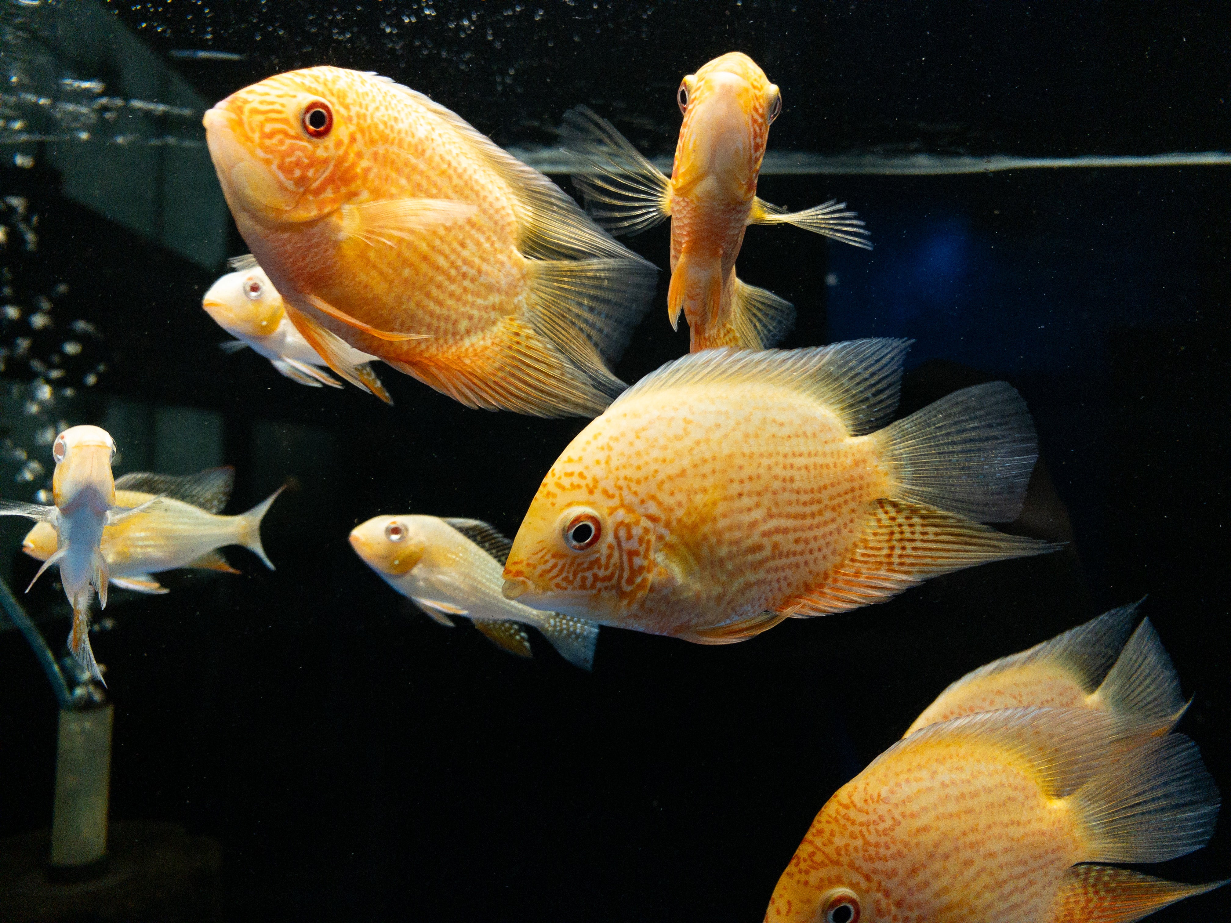 Red Spotted Severum – Mississauga Aquarium