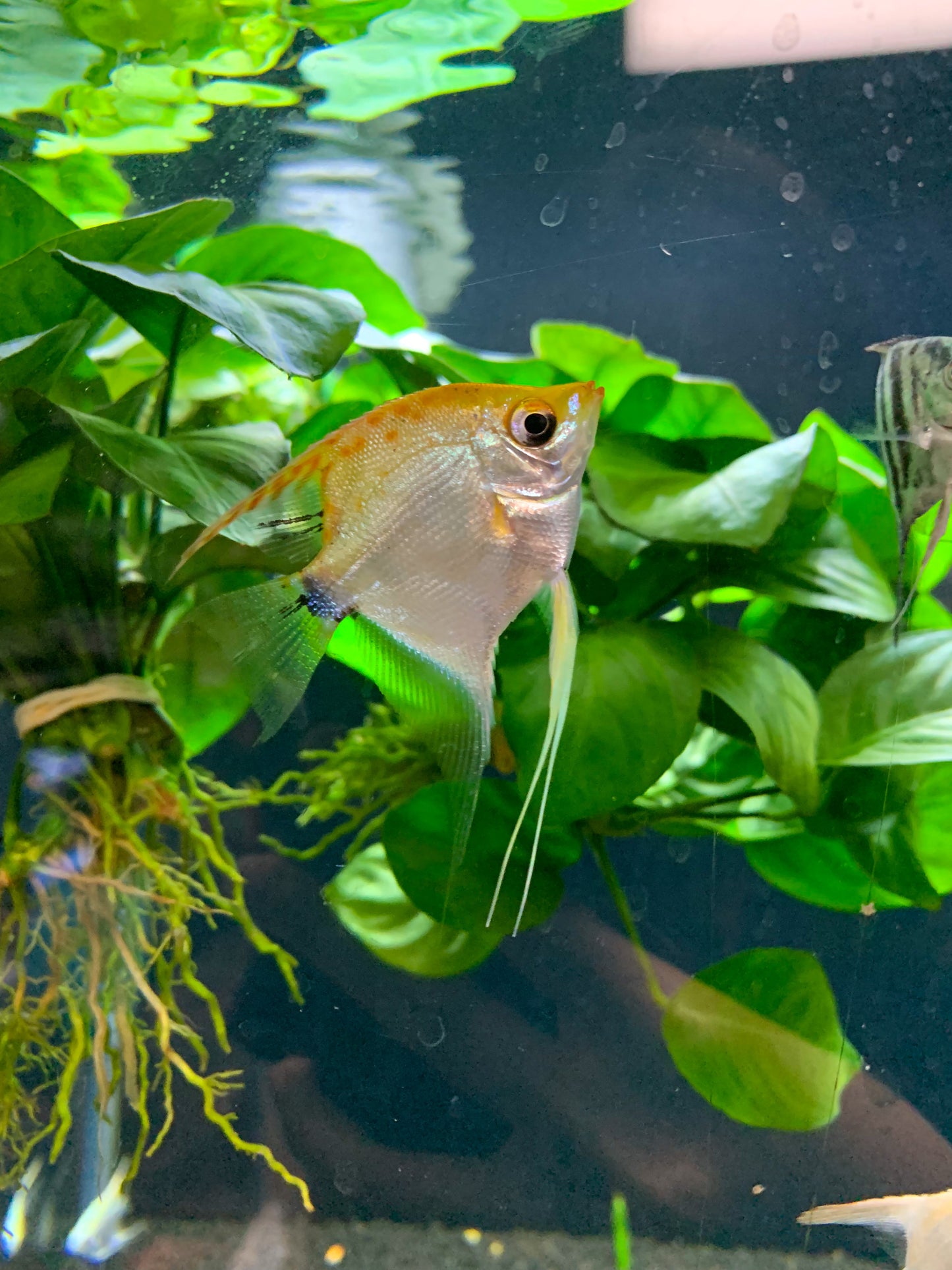 Golden Angelfish
