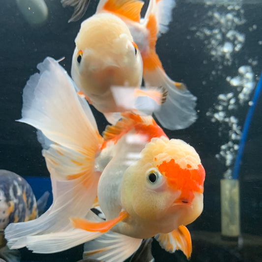 Oranda (high quality)