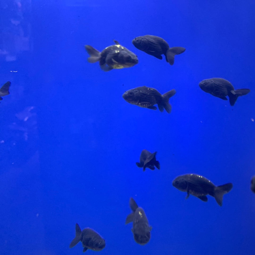 Black Ranchu – Mississauga Aquarium