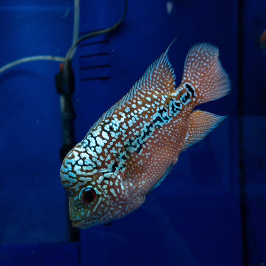 Kamfa Flowerhorn Cichlid