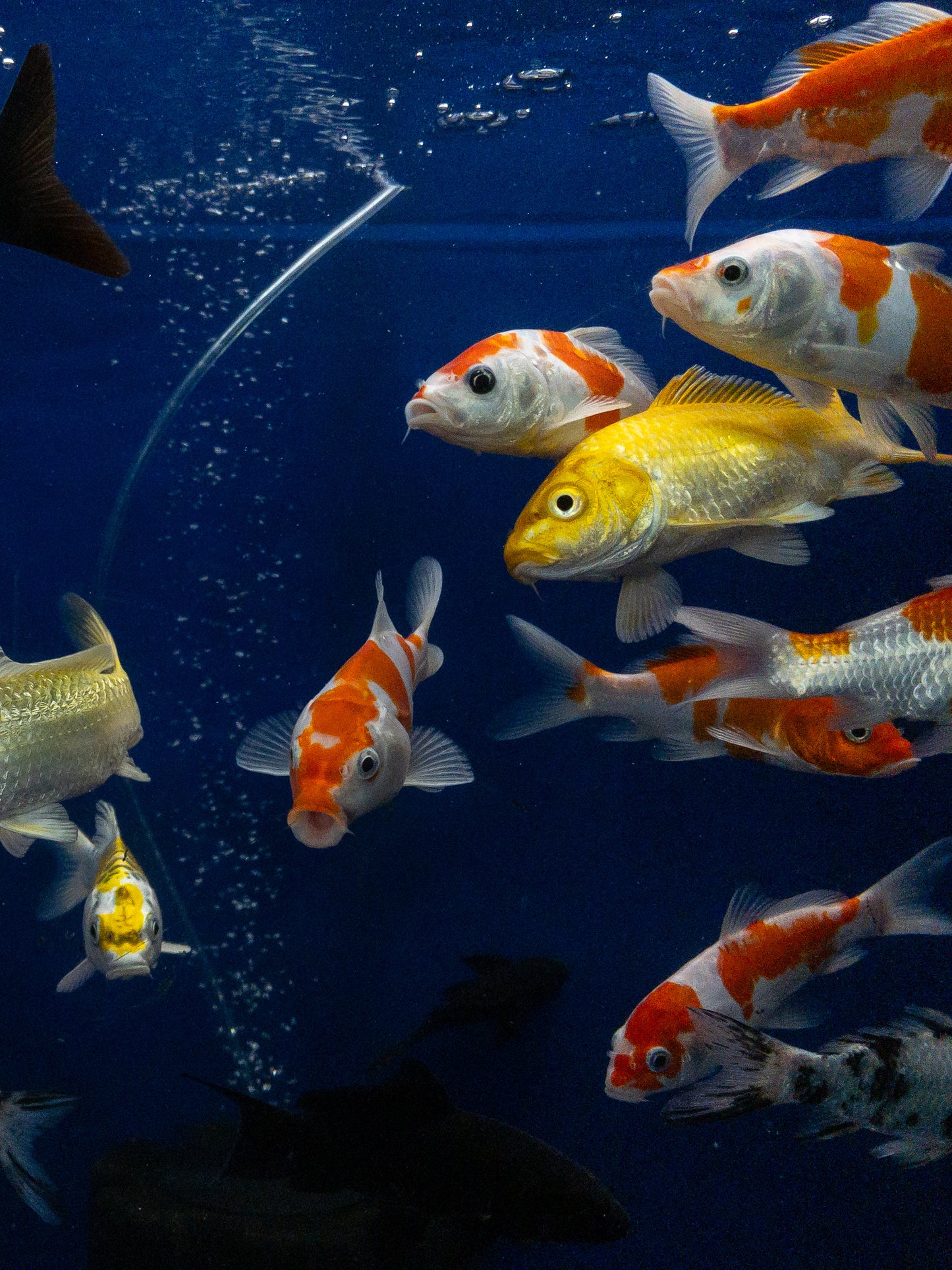 Japanese Koi