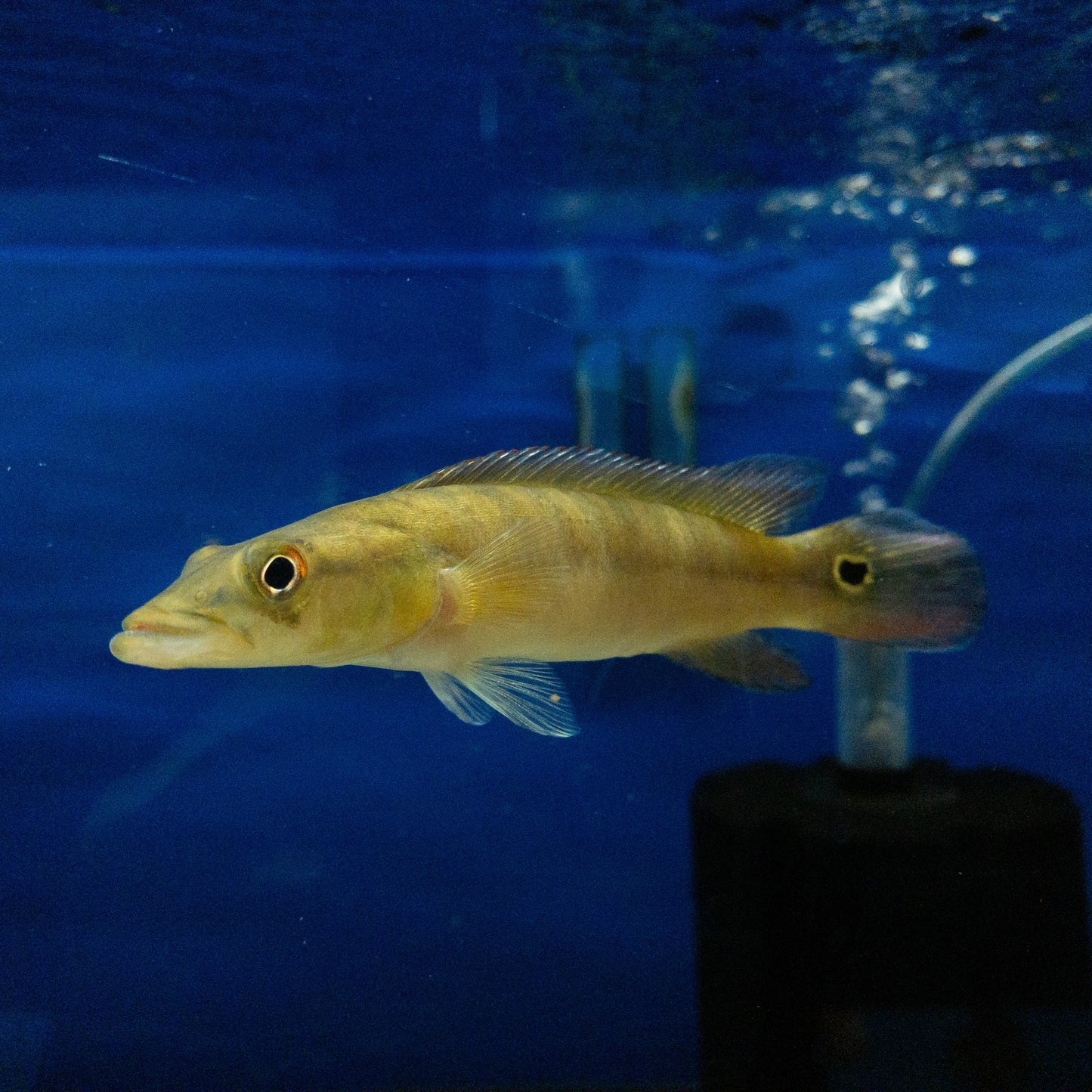 Xingu 1 Pike Cichlid