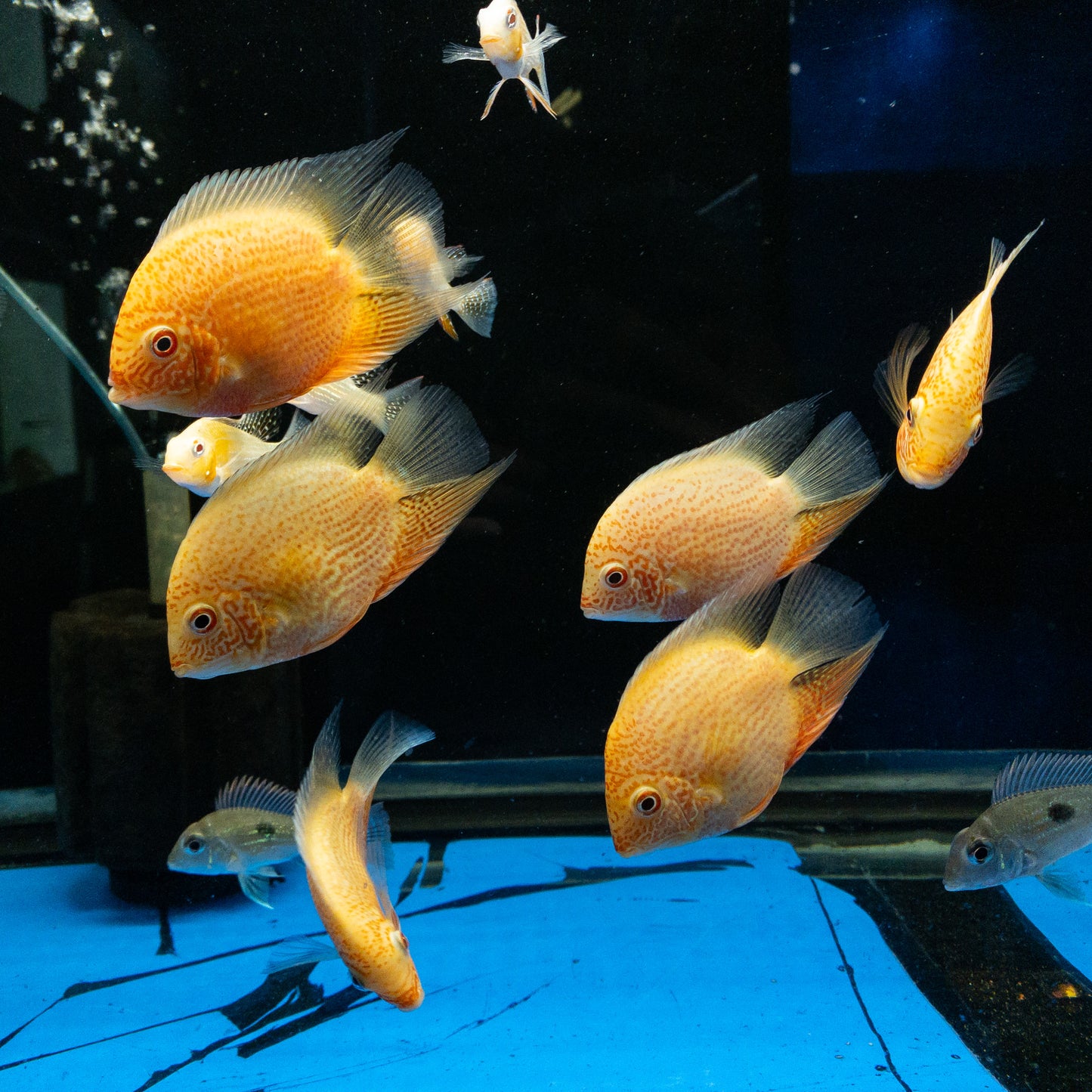 Red Spotted Severum