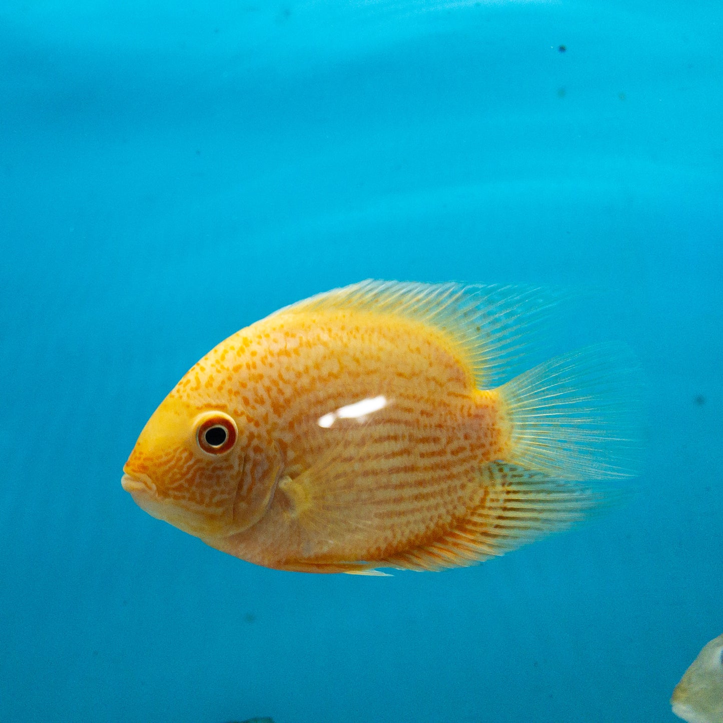 Red Spotted Severum