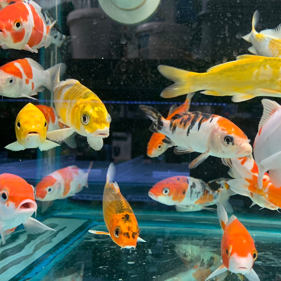 Japanese Koi