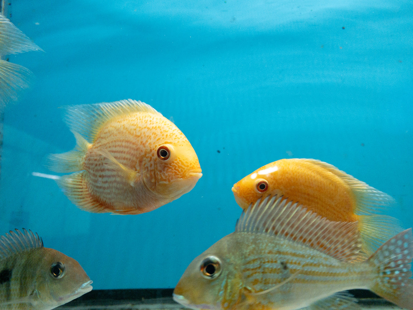 Red Spotted Severum