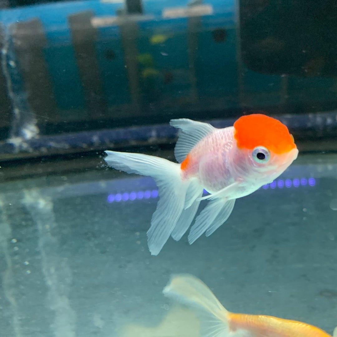 Redcap Goldfish