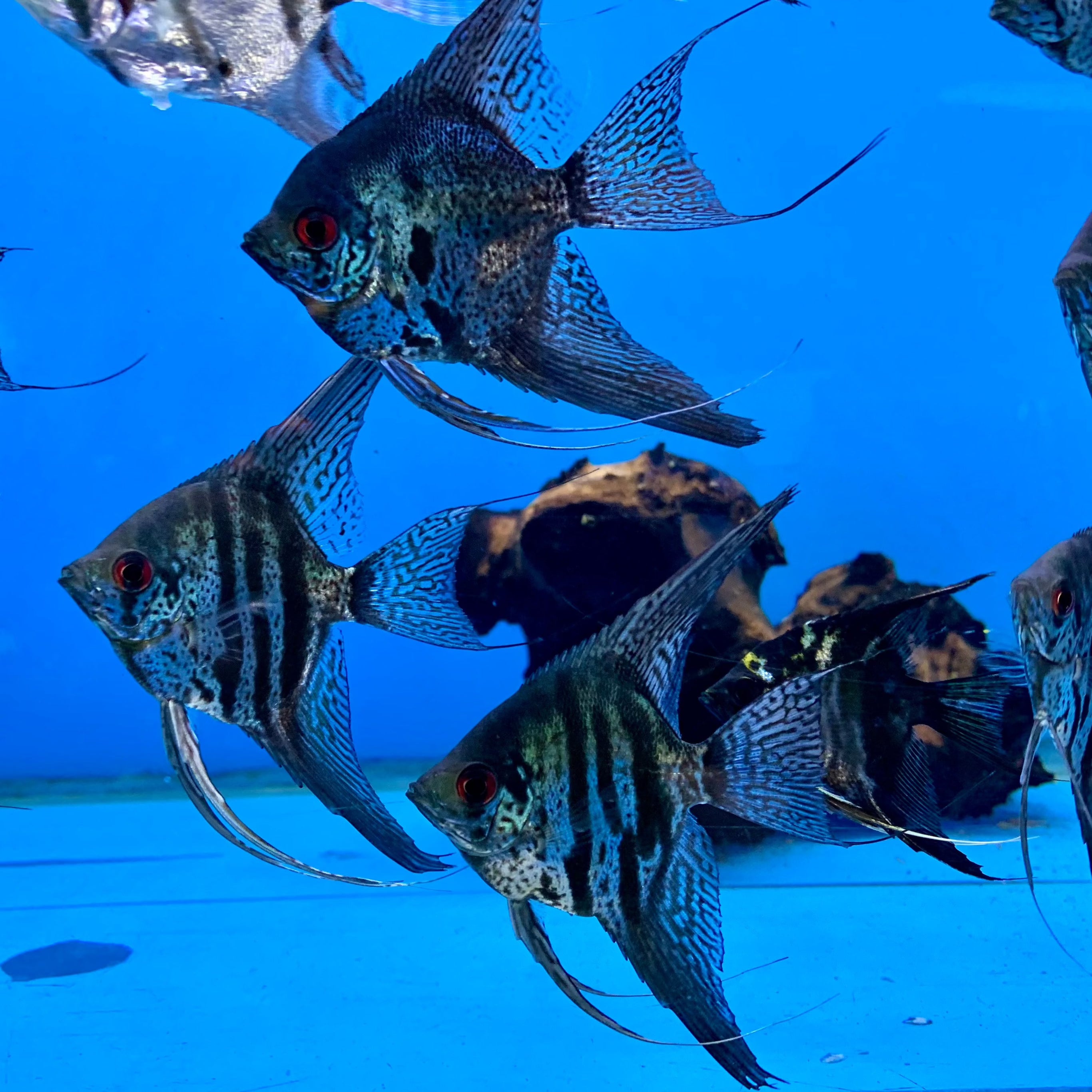 Blue Leopard Angelfish – Mississauga Aquarium