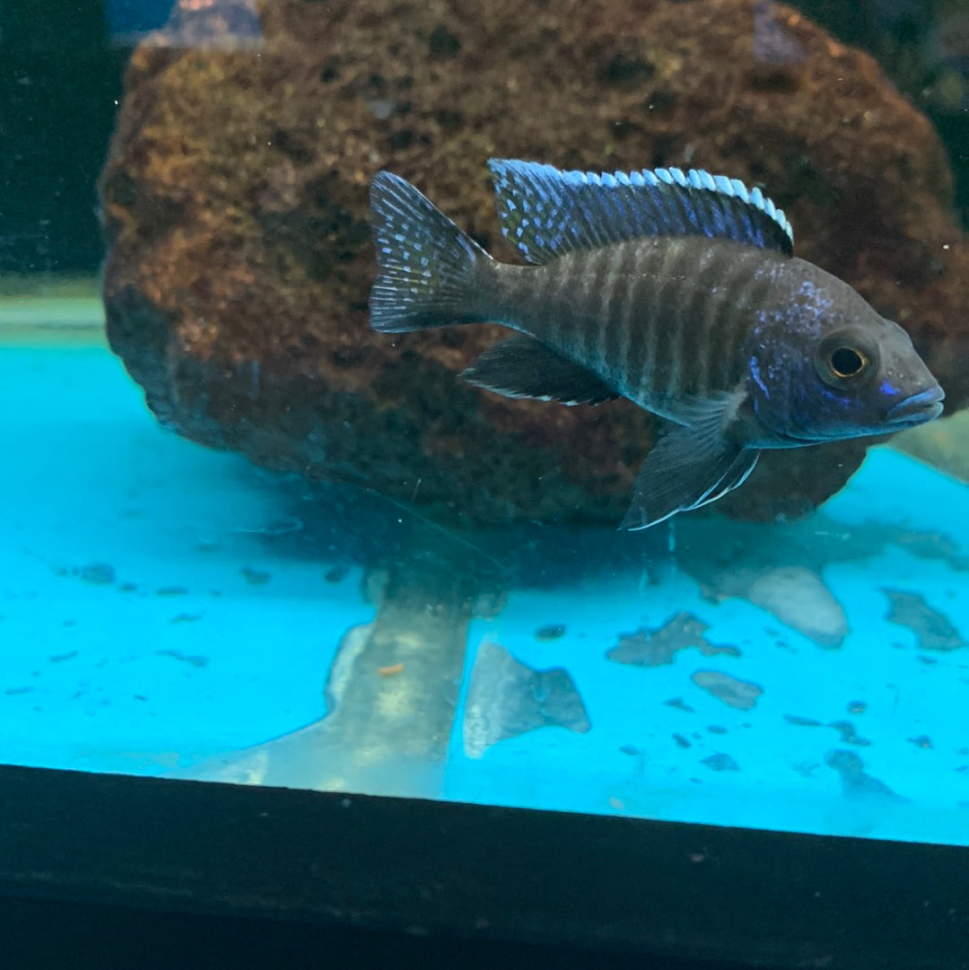 Assorted African Cichlids 2