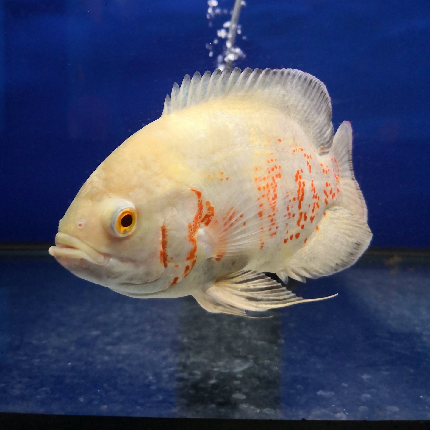 Albino Tiger Oscar Cichlid