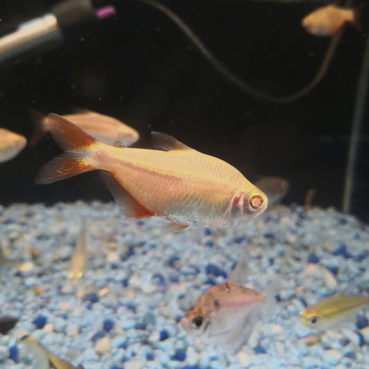 Albino Tetra1