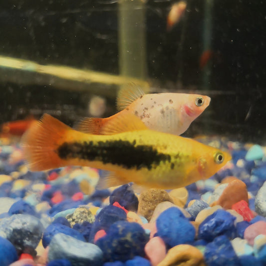 Assorted Platy