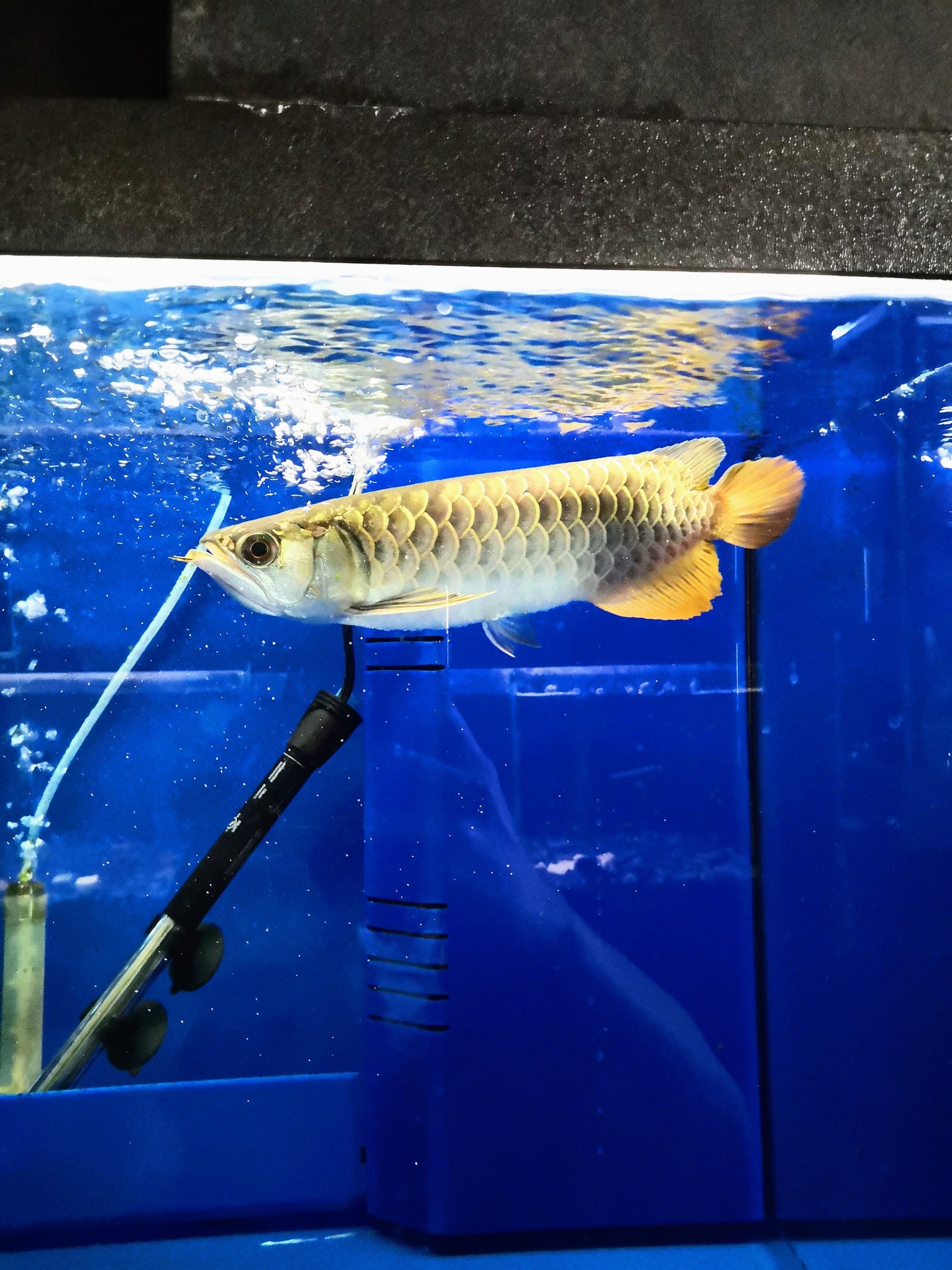 Blue Base Crossback Arowana