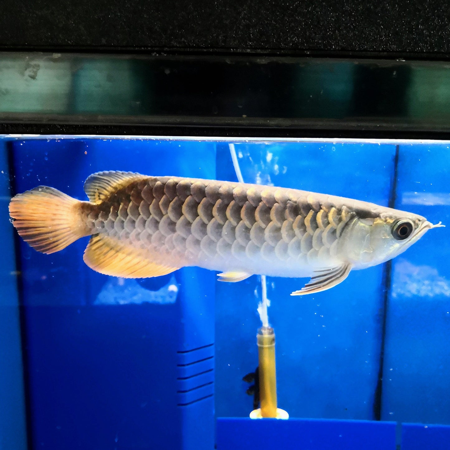 Blue Base Crossback Arowana