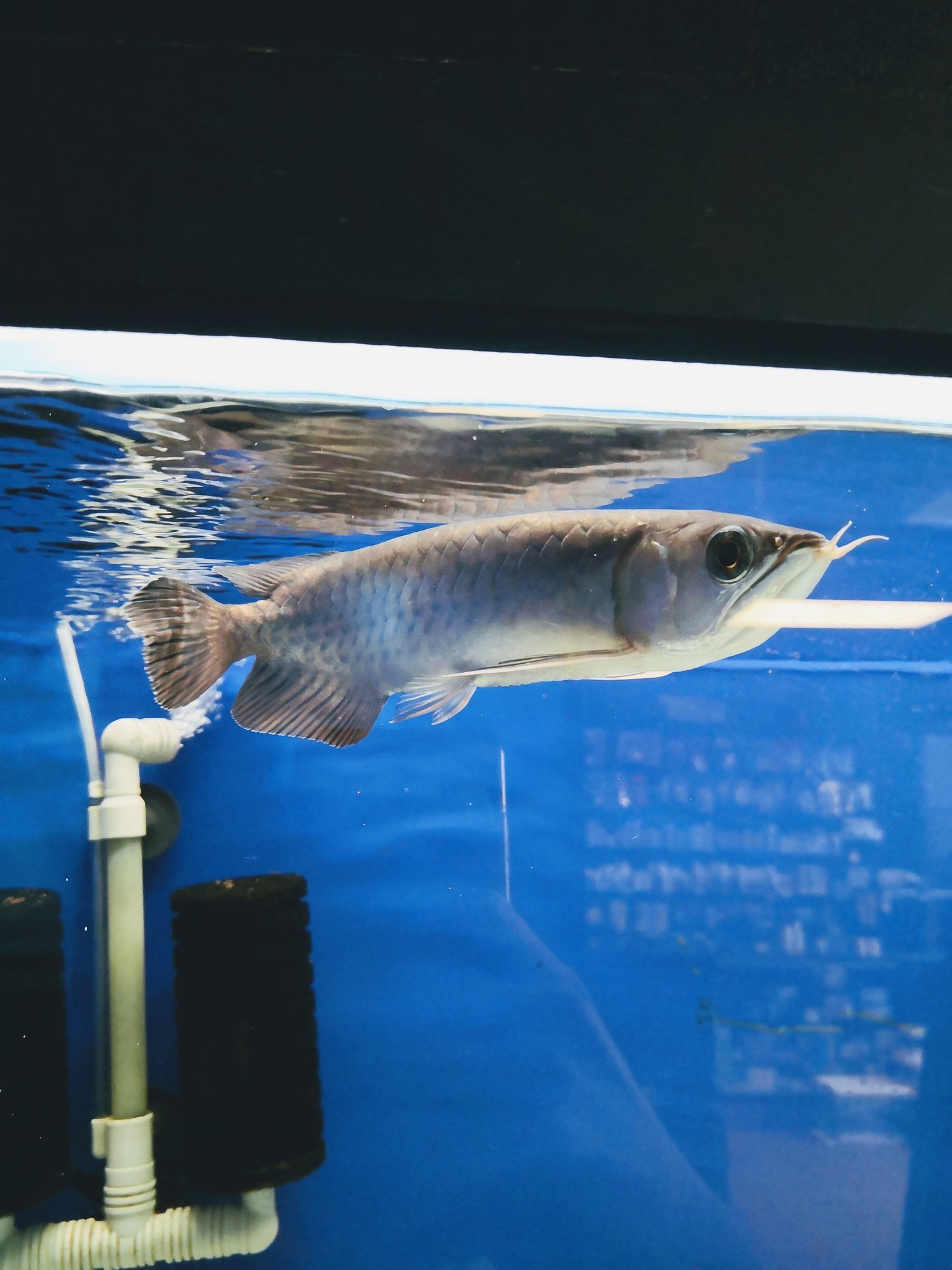 Banjar Red Arowana