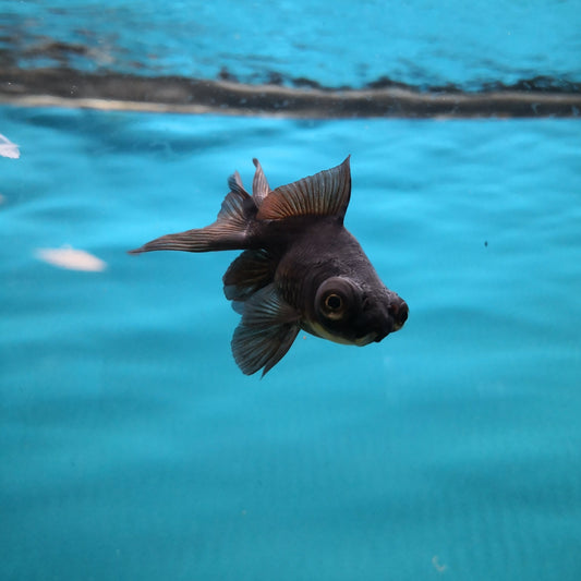 Black Moor Goldfish