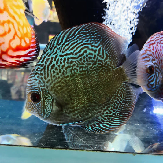 Blue Tiger Discus