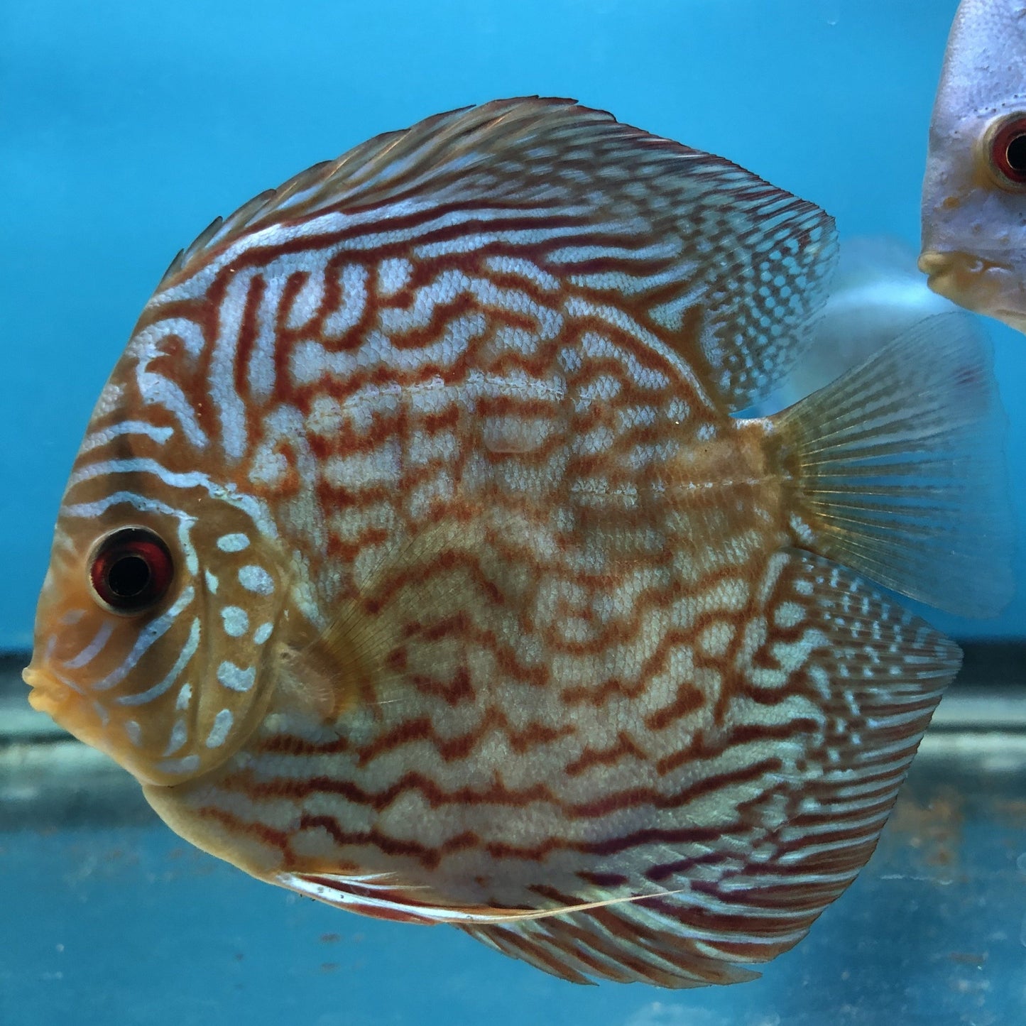 Red Turquoise Discus