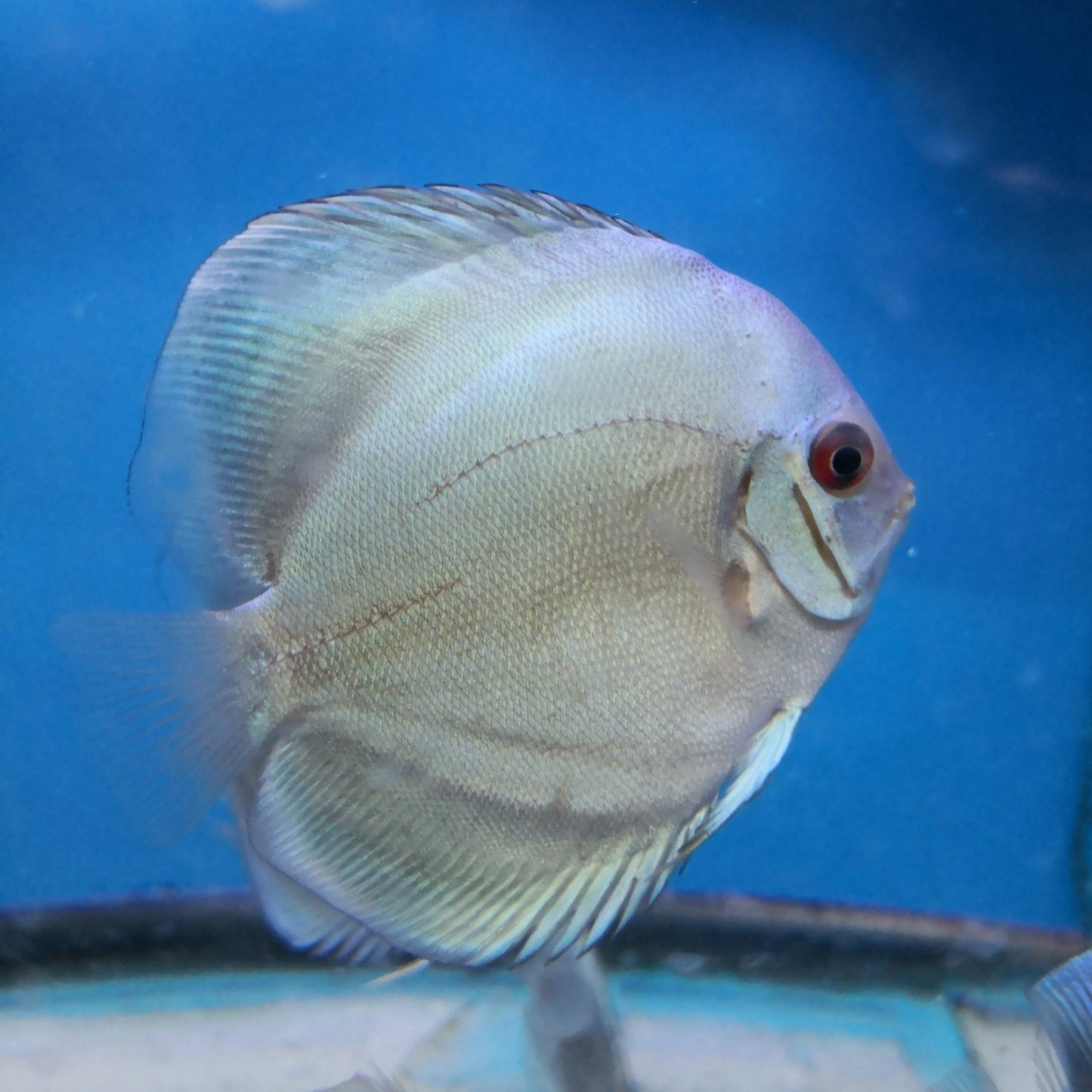 Blue Diamond Discus