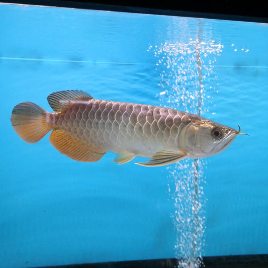 XB Arowana