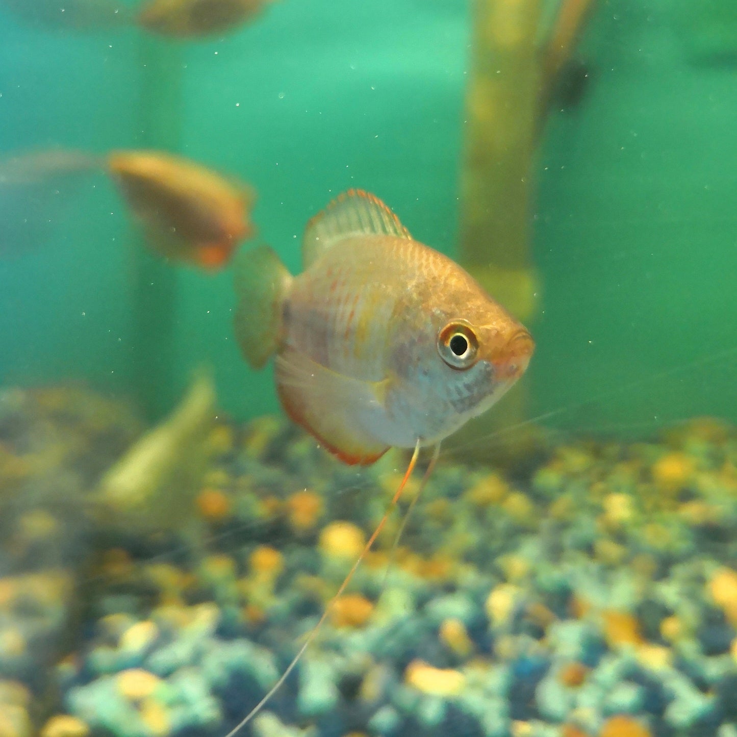 Dwarf Gourami