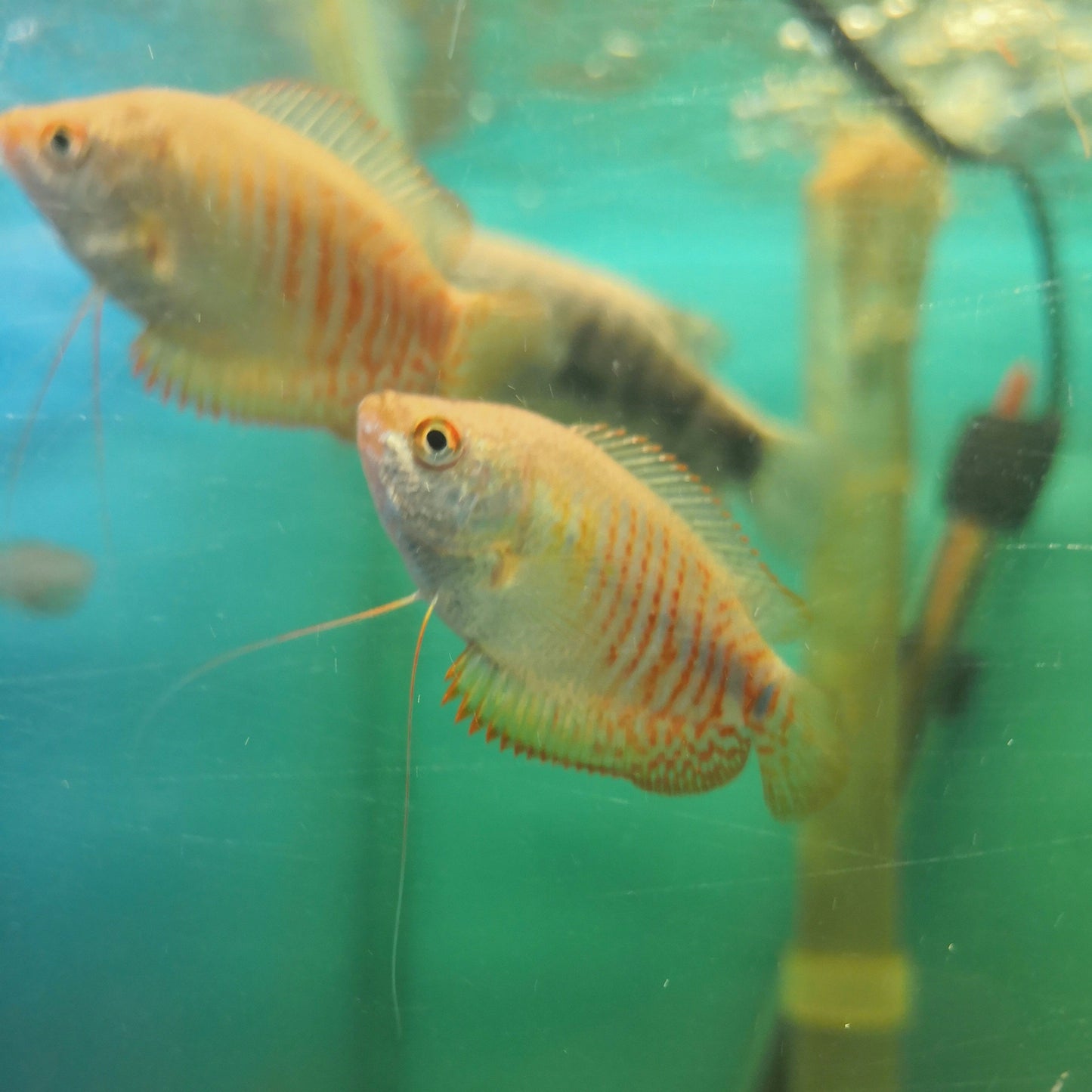 Dwarf Gourami