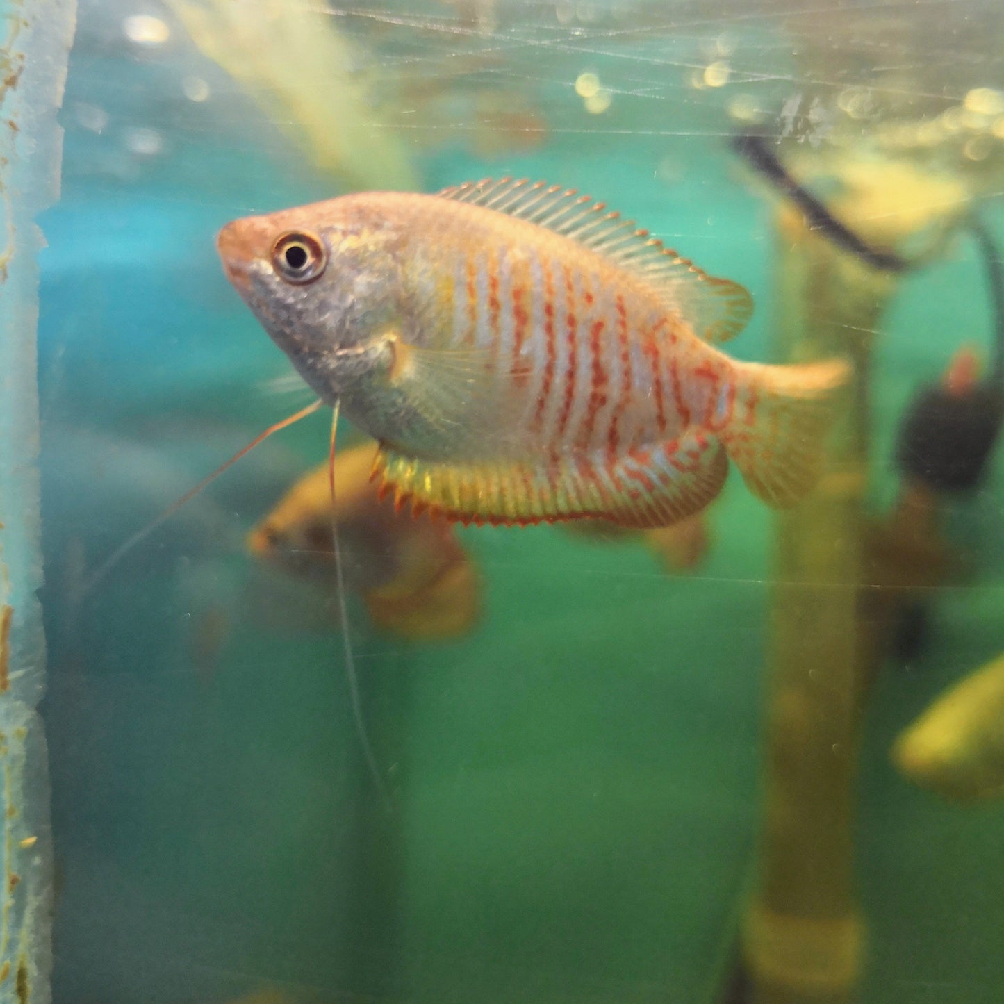 Dwarf Gourami