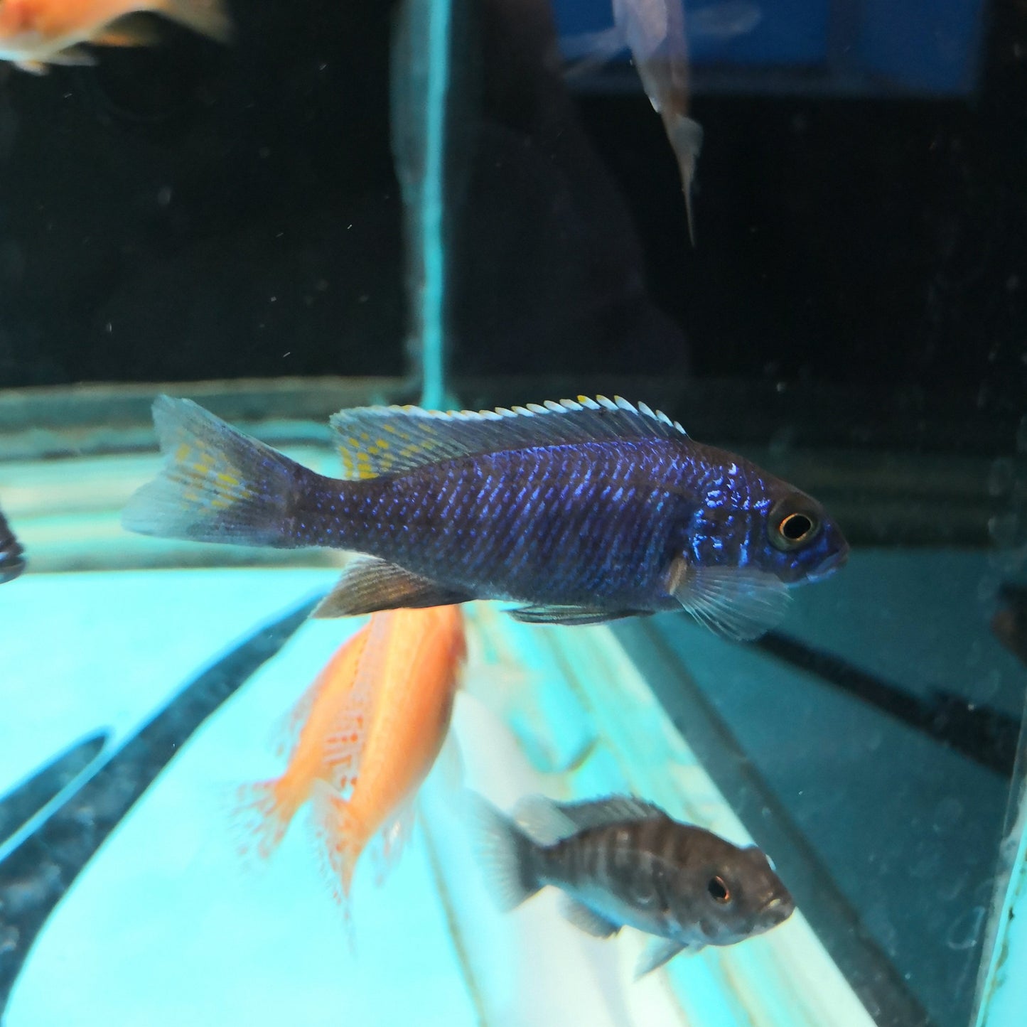 Electric Blue Cichlid