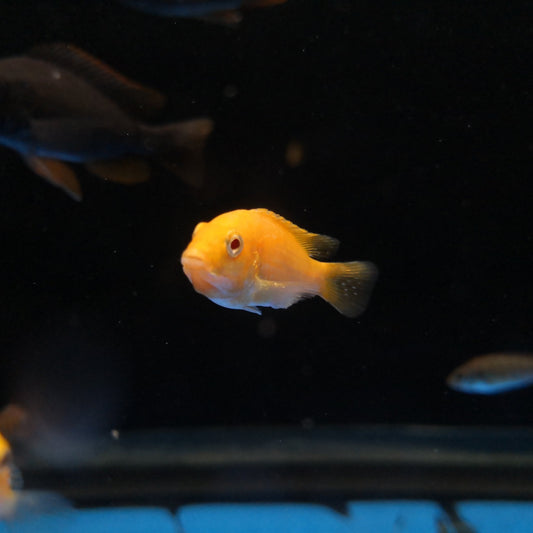 Electric Yellow Cichlid