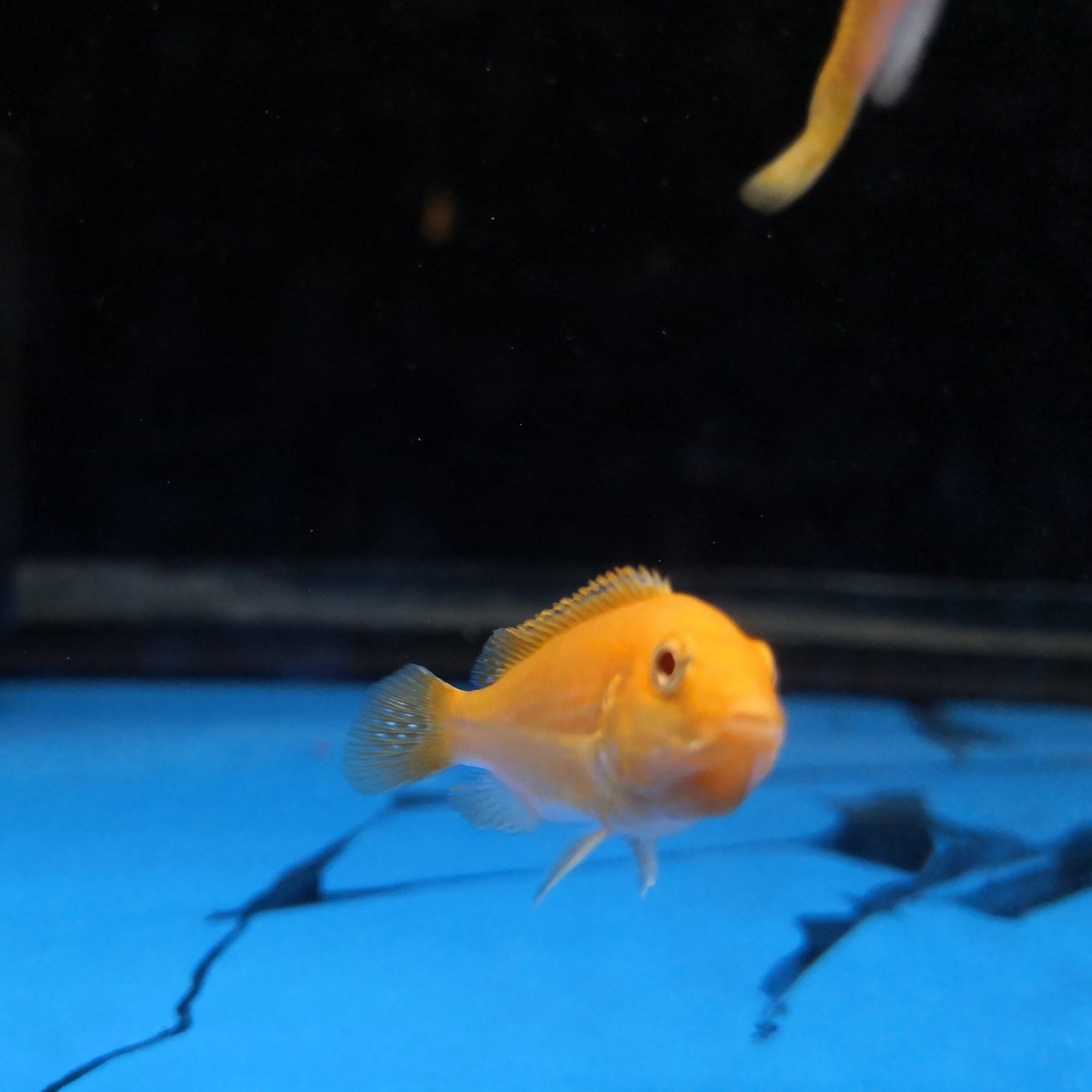 Electric Yellow Cichlid