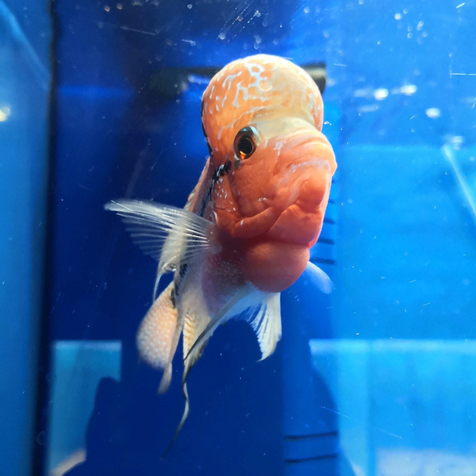 Flowerhorn3
