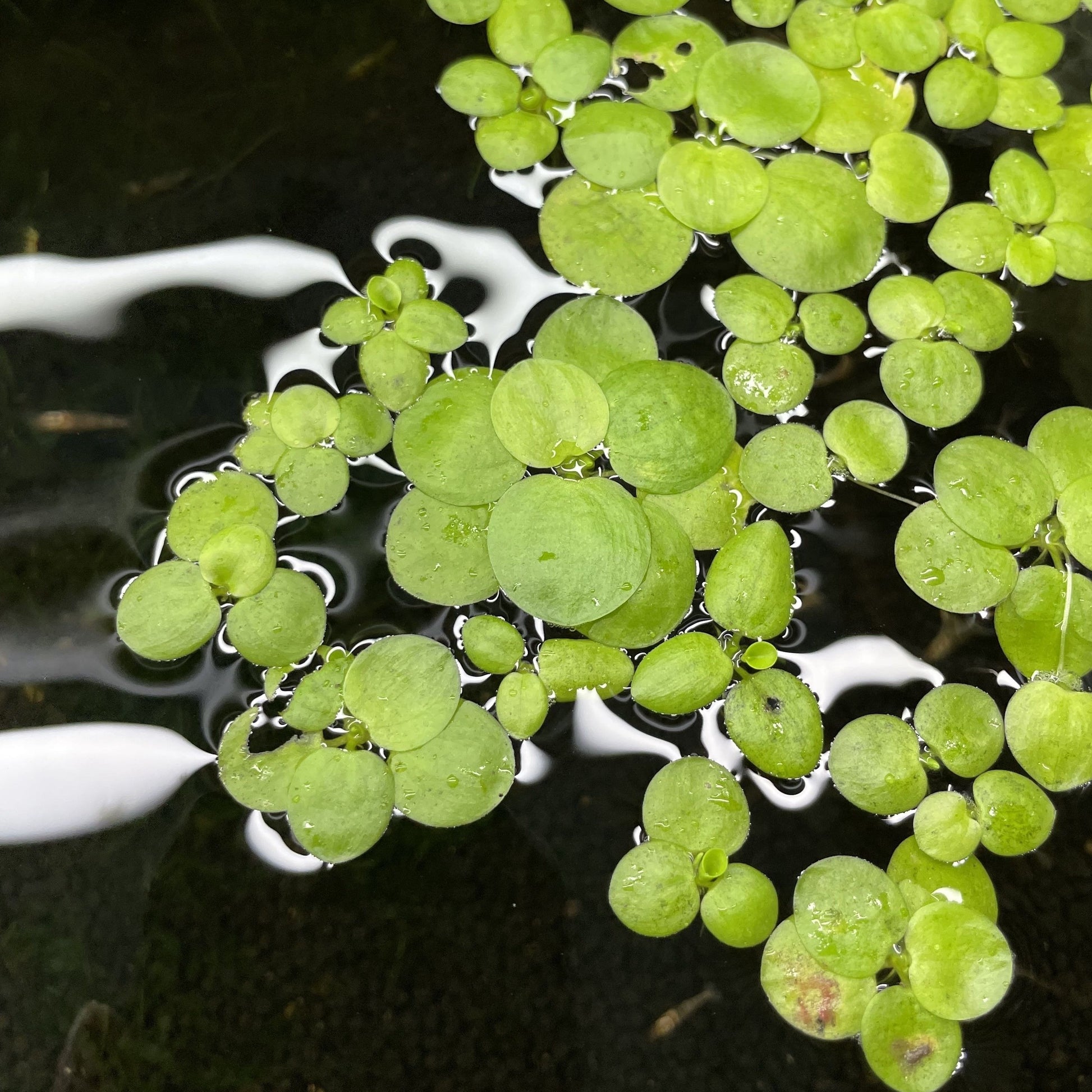 Frogbit Aquatic Plant