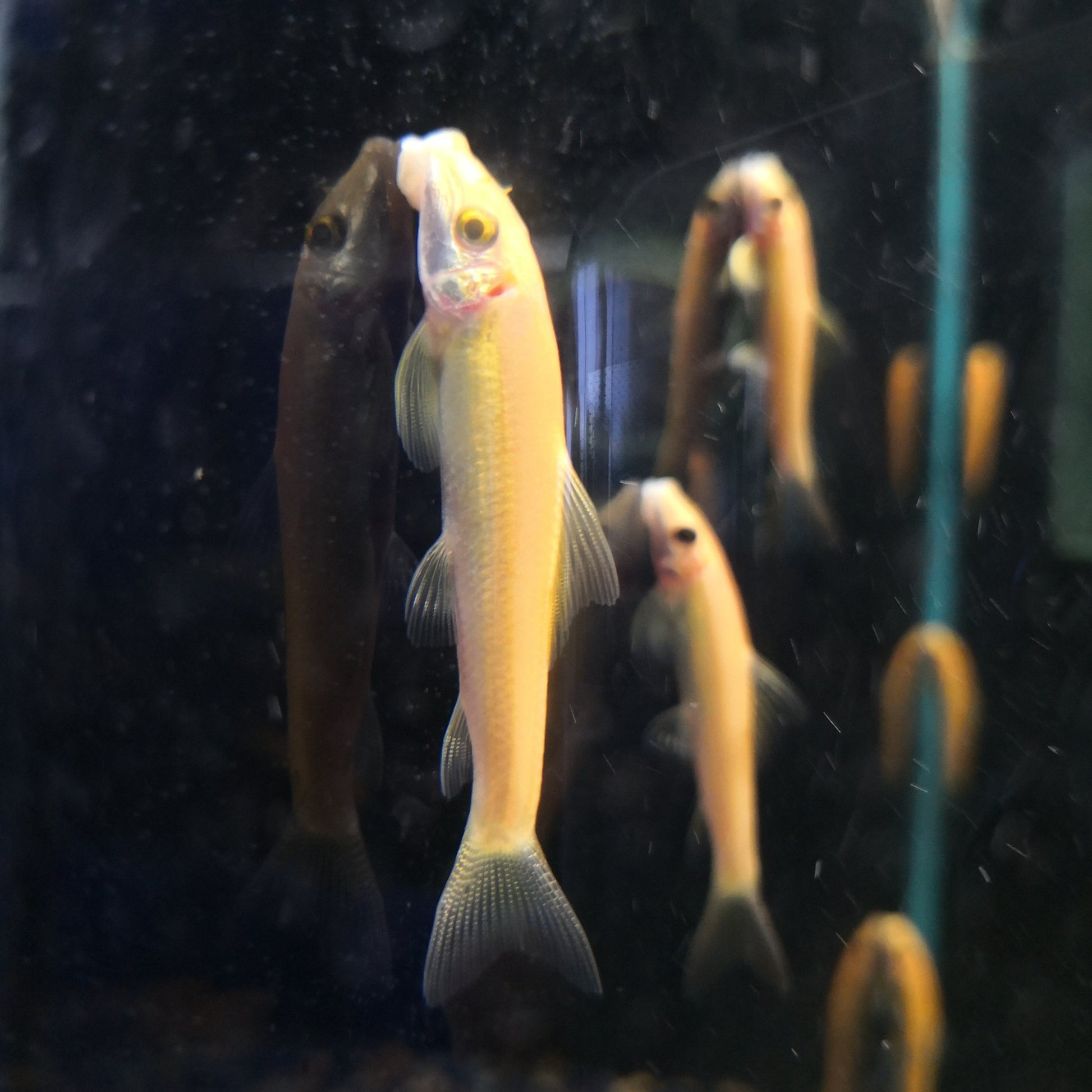 Golden Algae Eater – Mississauga Aquarium
