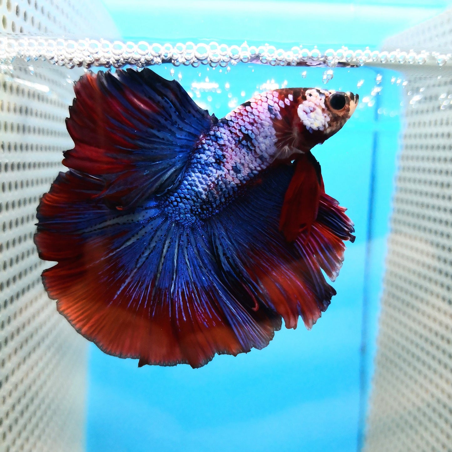 Halfmoon Betta Fish