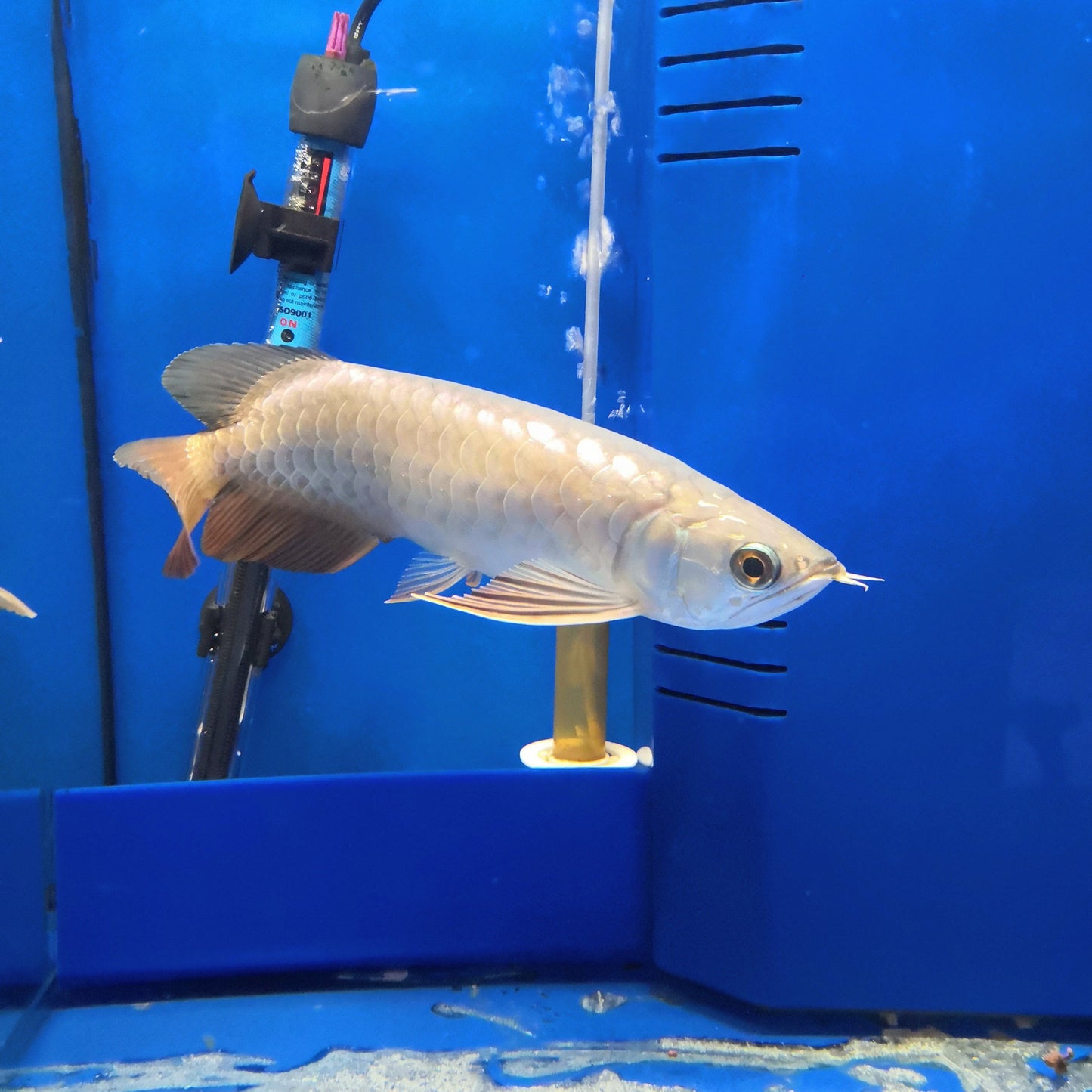 Arowana Super Red