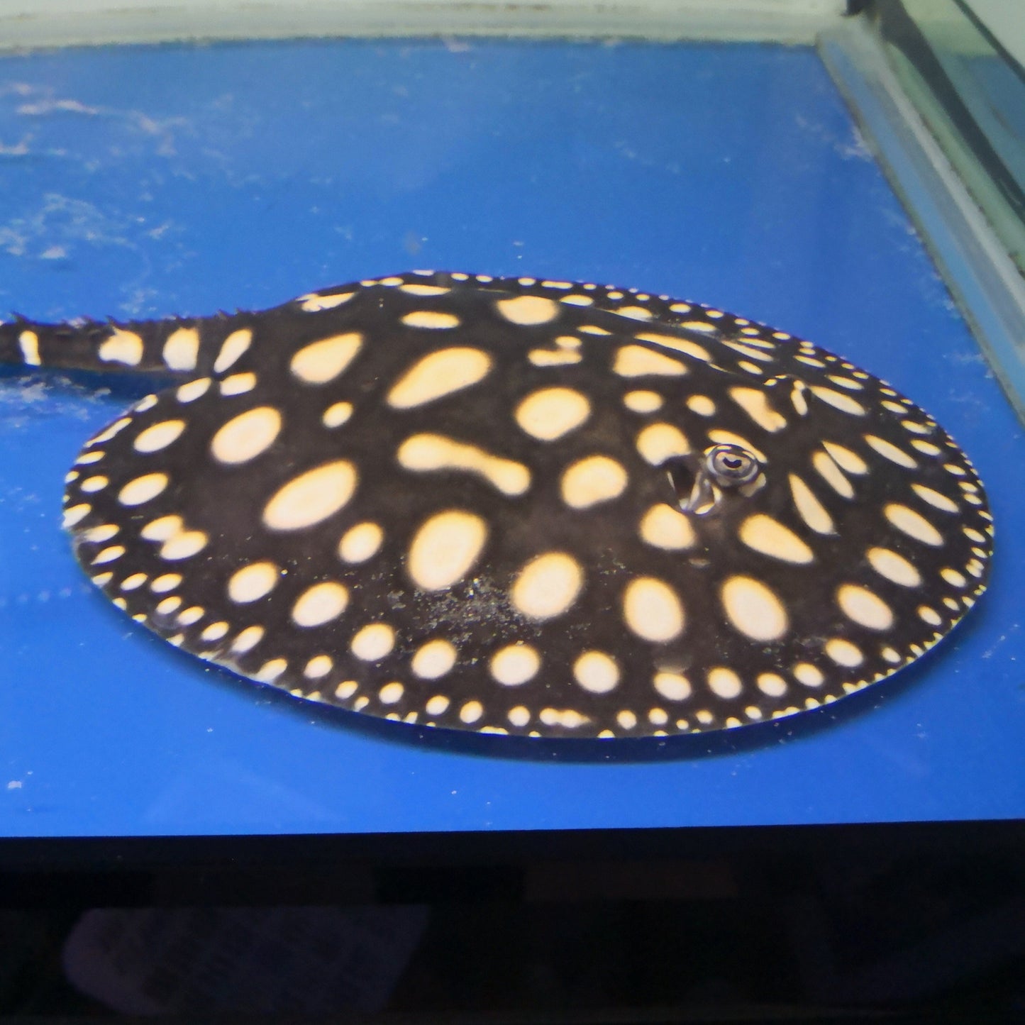 Super White Cross Stingray (Pair)