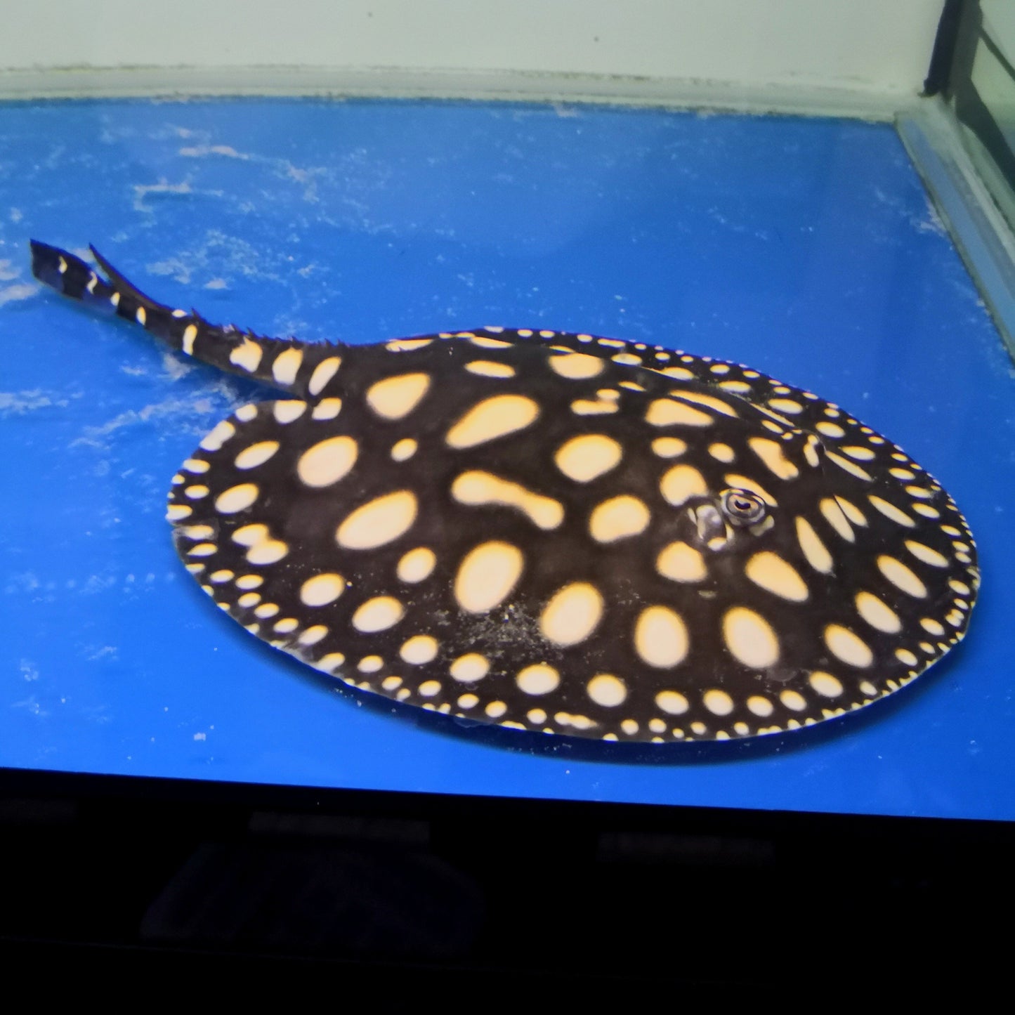 Super White Cross Stingray (Pair)