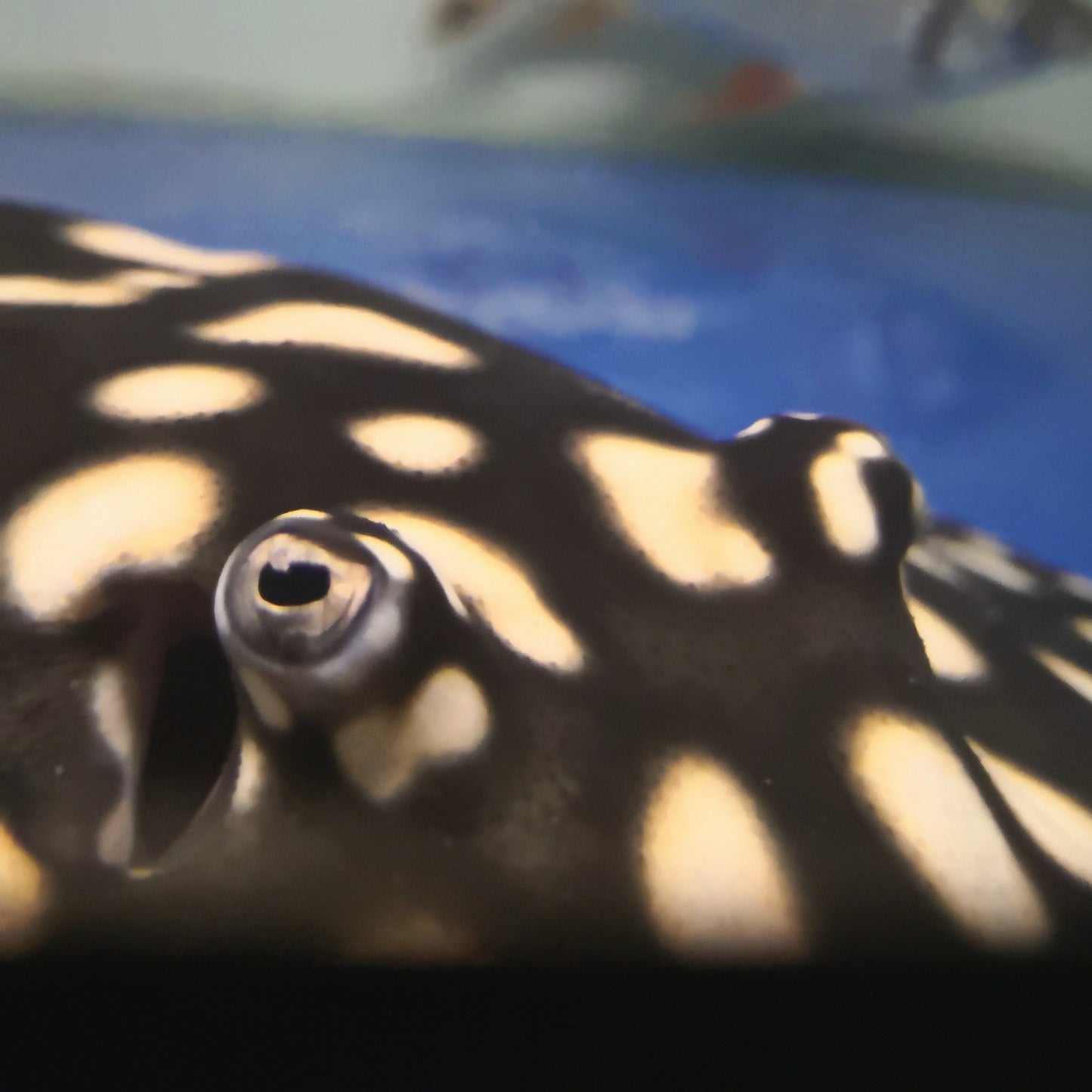 Super White Cross Stingray (Pair)