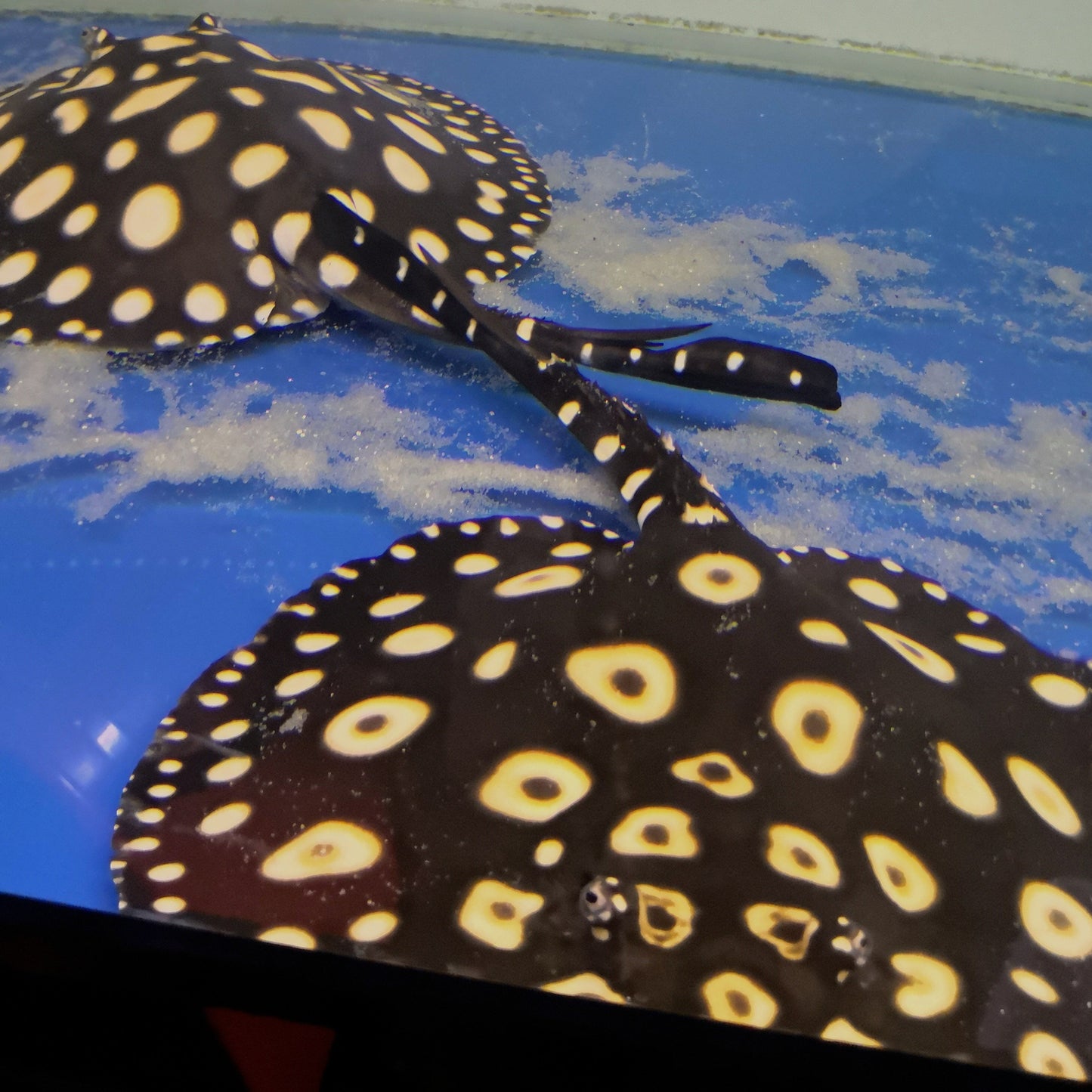 Super White Cross Stingray (Pair)