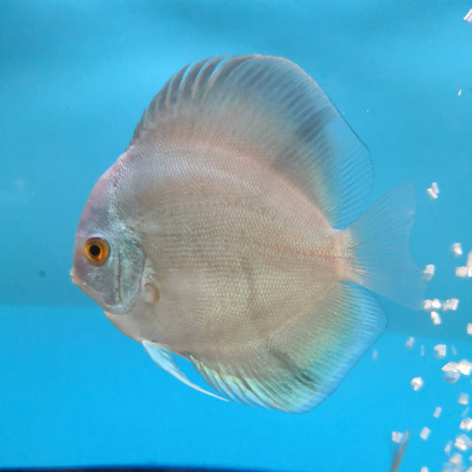 Blue Diamond Discus