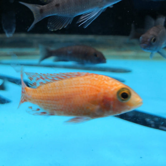 Strawberry Peacock Cichlid