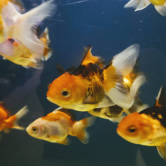 Tricolour goldfish