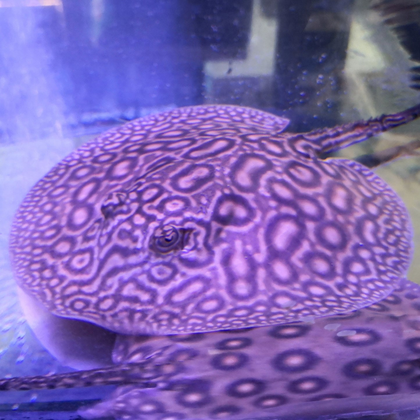 Pearl Stingray